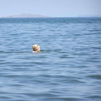 Евгения Зражевская