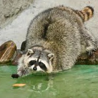 Пухлена Енотова