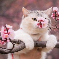 Елена Шутова