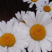 Лариса Соколова